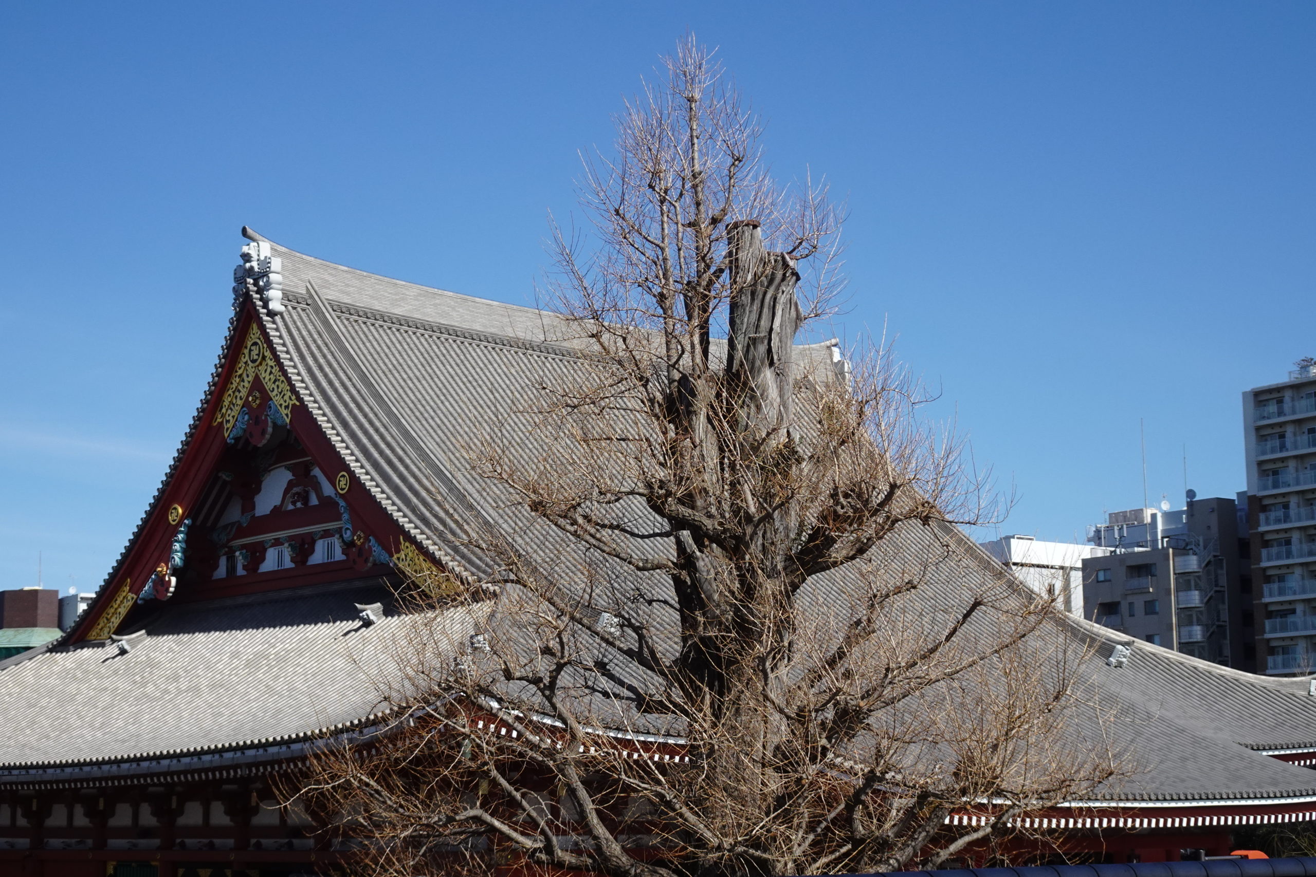 浅草寺本堂の屋根と銀杏